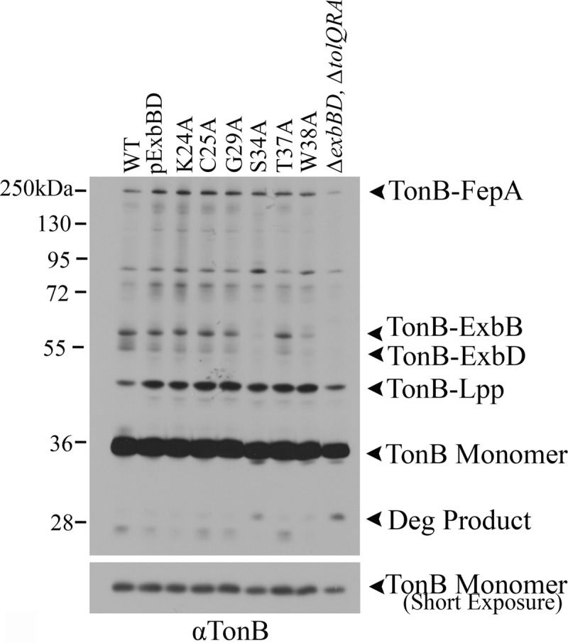 Fig 5