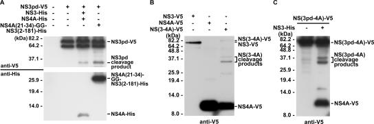 FIG. 4.