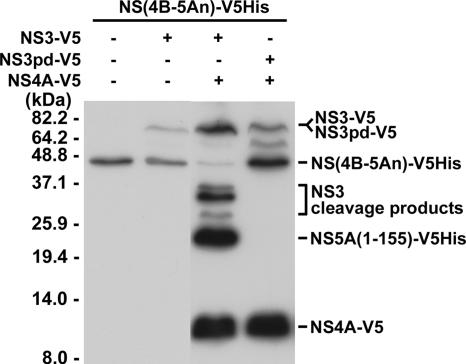 FIG. 3.