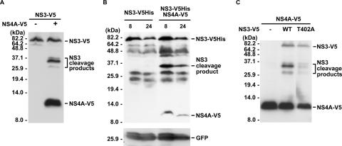 FIG. 2.