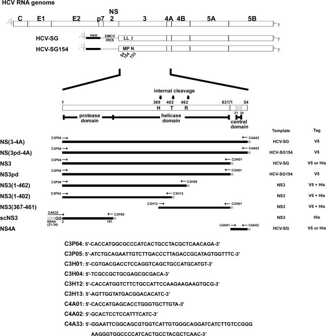 FIG. 1.