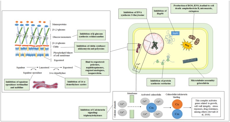 FIGURE 1