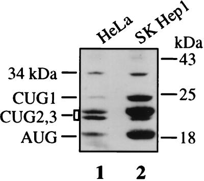 FIG. 1