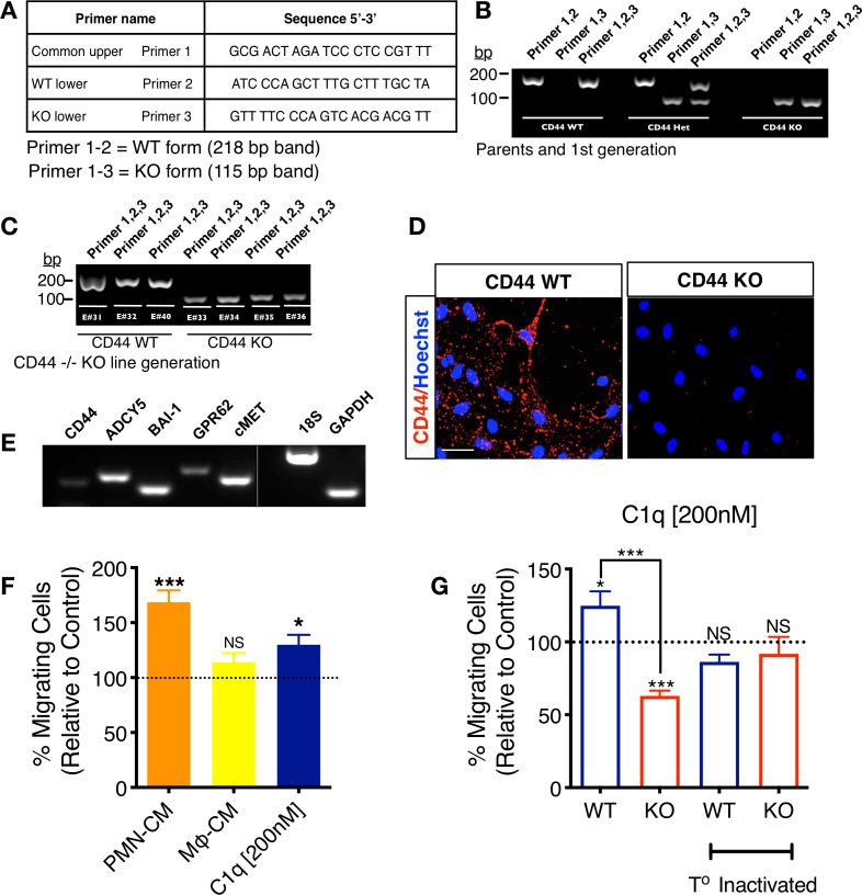 Figure 5—figure supplement 4.