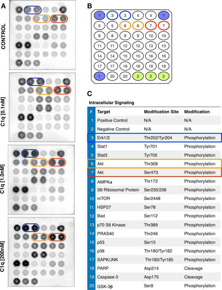 Figure 1—figure supplement 1.