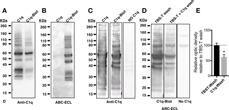 Figure 2—figure supplement 1.