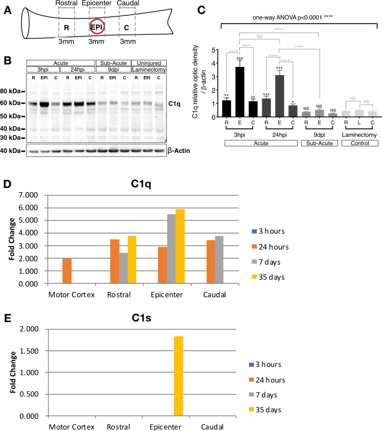 Figure 7—figure supplement 1.