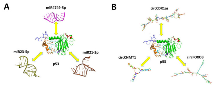 Figure 13