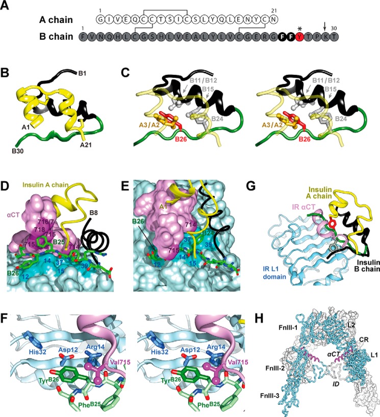 FIGURE 1.