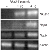 Figure 5