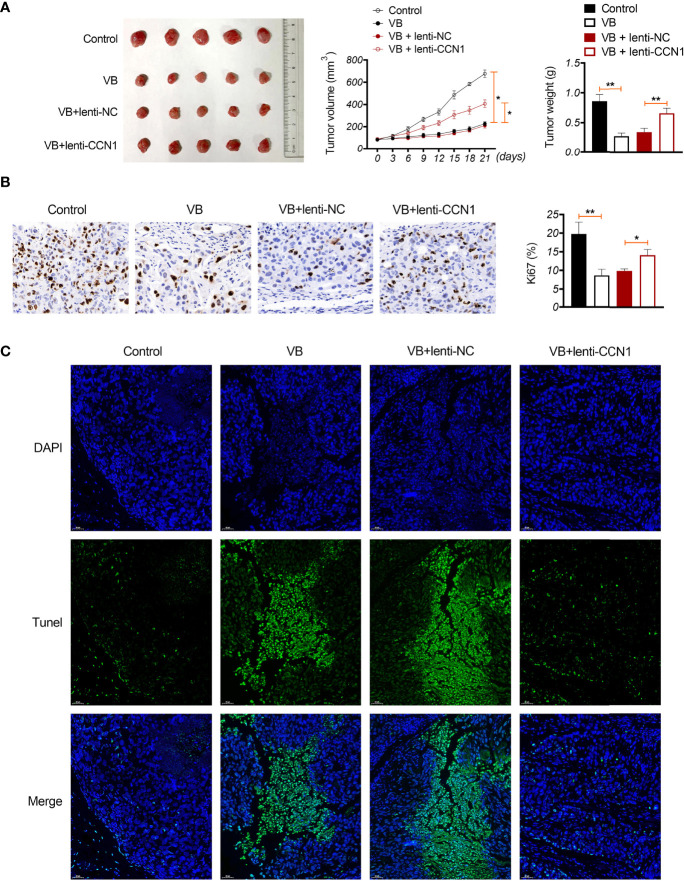 Figure 6