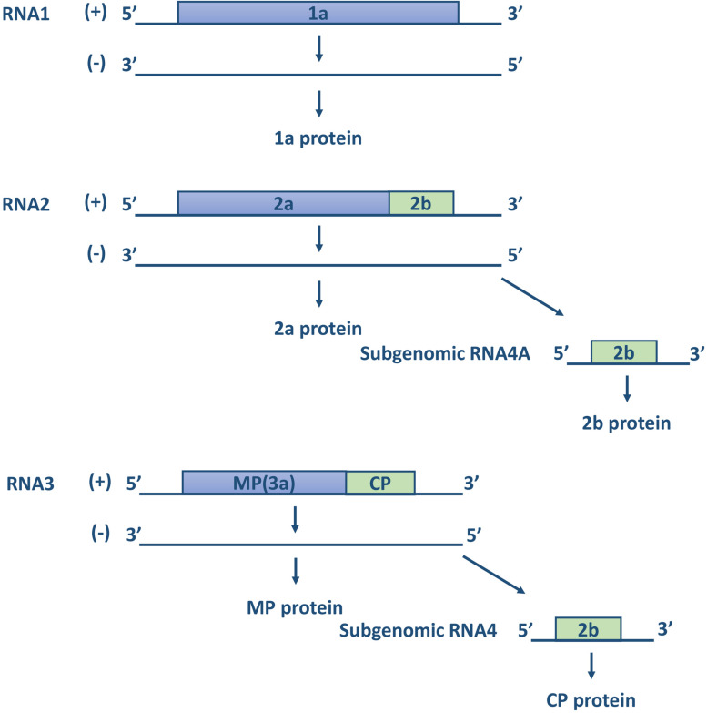 FIGURE 2