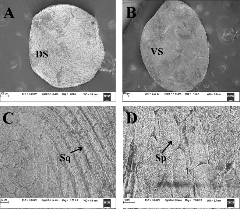 An insight into the skin glands, dermal scales and secretions of the ...