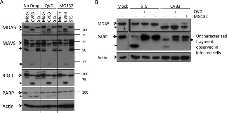 FIG 3