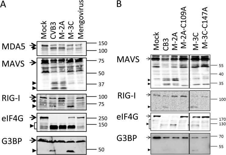 FIG 6