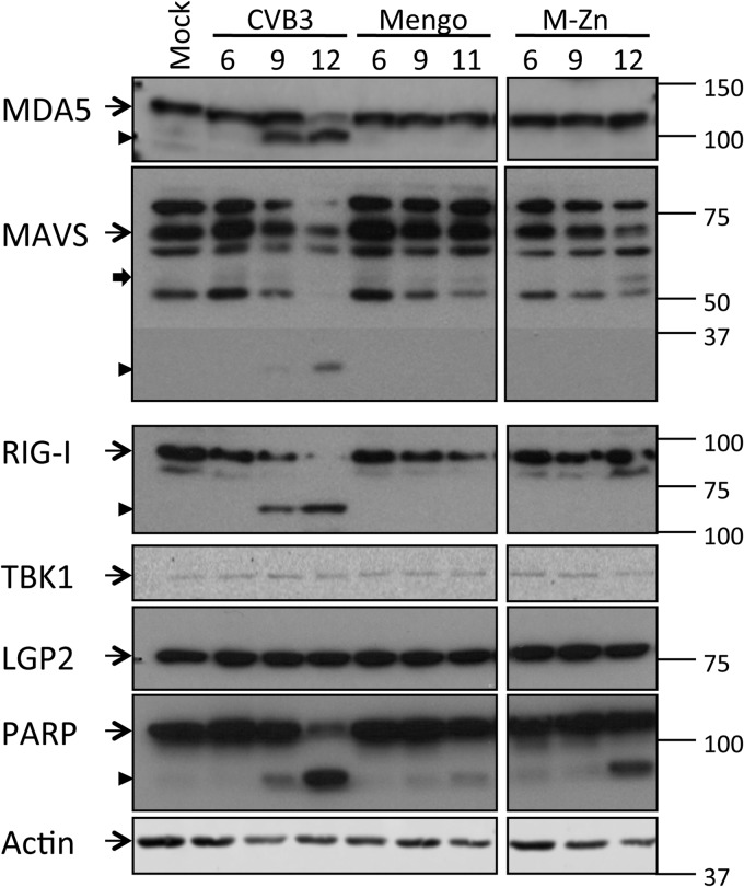 FIG 2