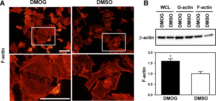 FIGURE 4: