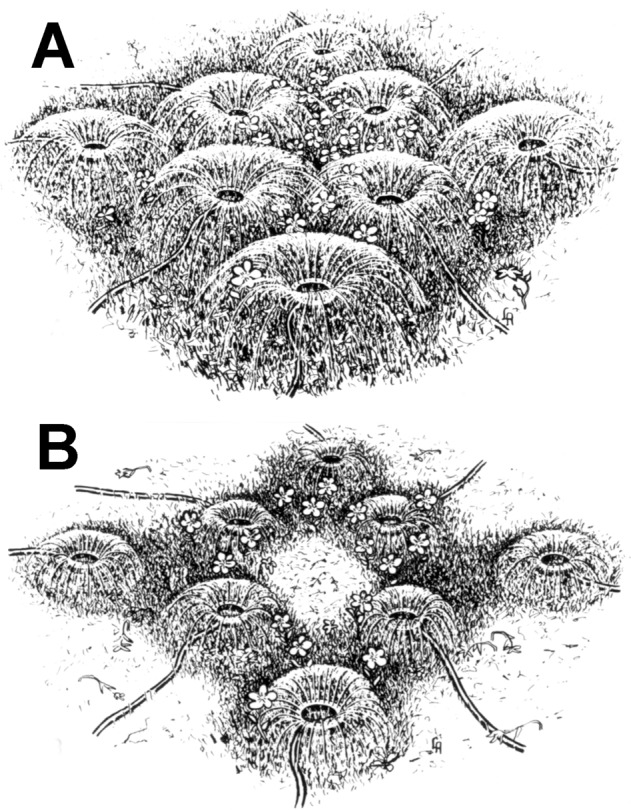 Fig. 20