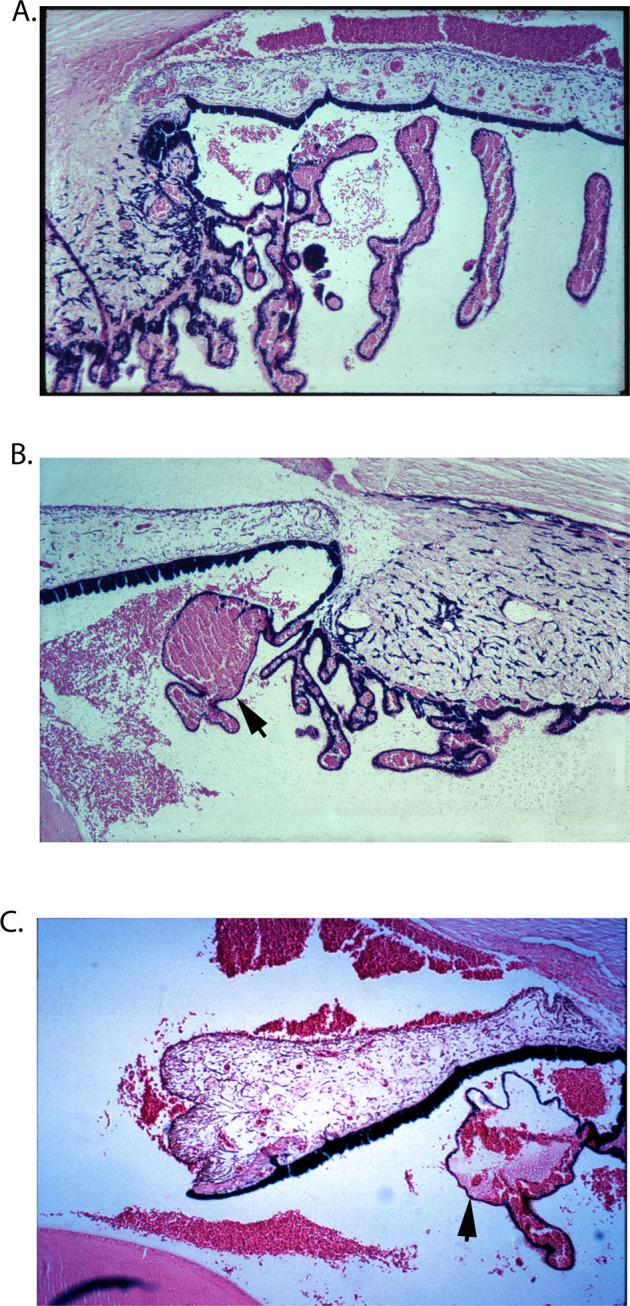 Fig. 23