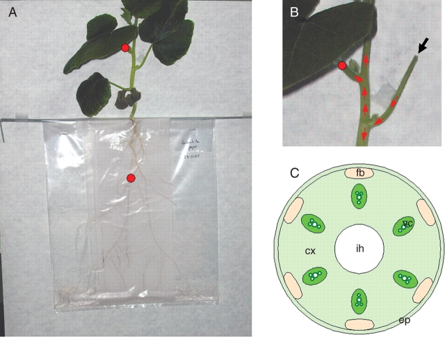 Fig. 1.