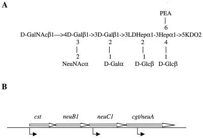 FIG. 1