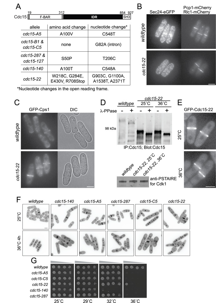 
Figure 1.
Characterization of mutant alleles.
