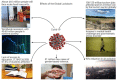 Graphical Abstract