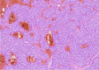 Fig. 7