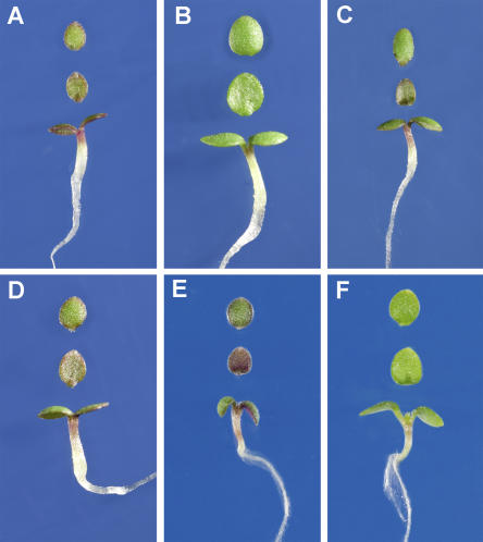 Figure 4.