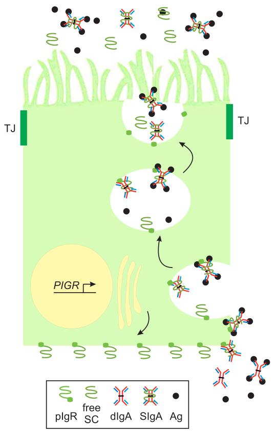 Fig. 1