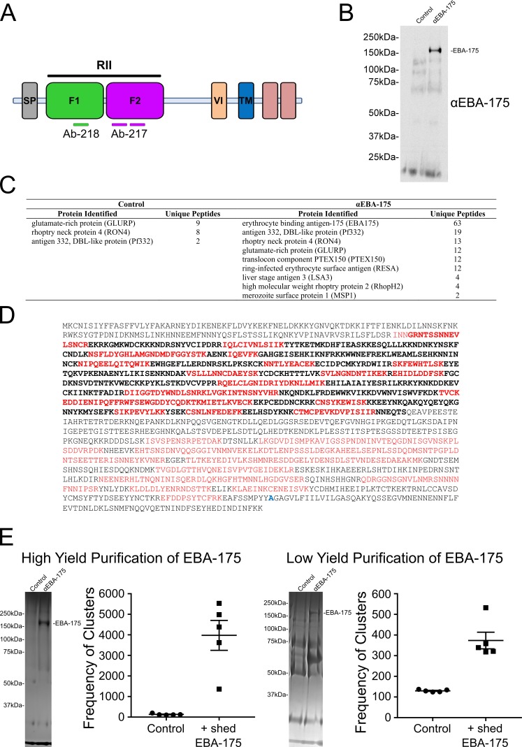 Figure 1—figure supplement 1.