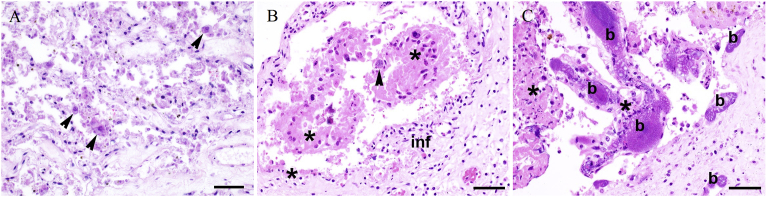 Fig. 1