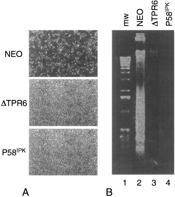 FIG. 5