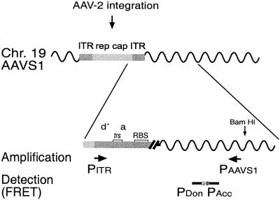 FIG. 1.