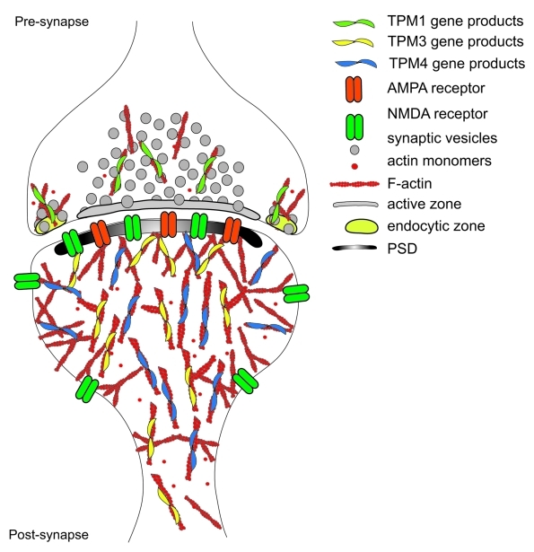 graphic file with name bioa-1-284-g3.jpg