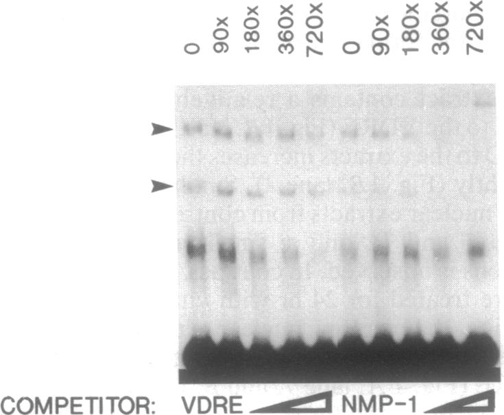 graphic file with name pnas01087-0432-a.jpg