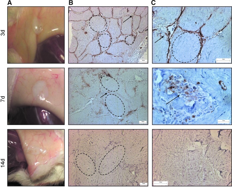 FIG. 2.