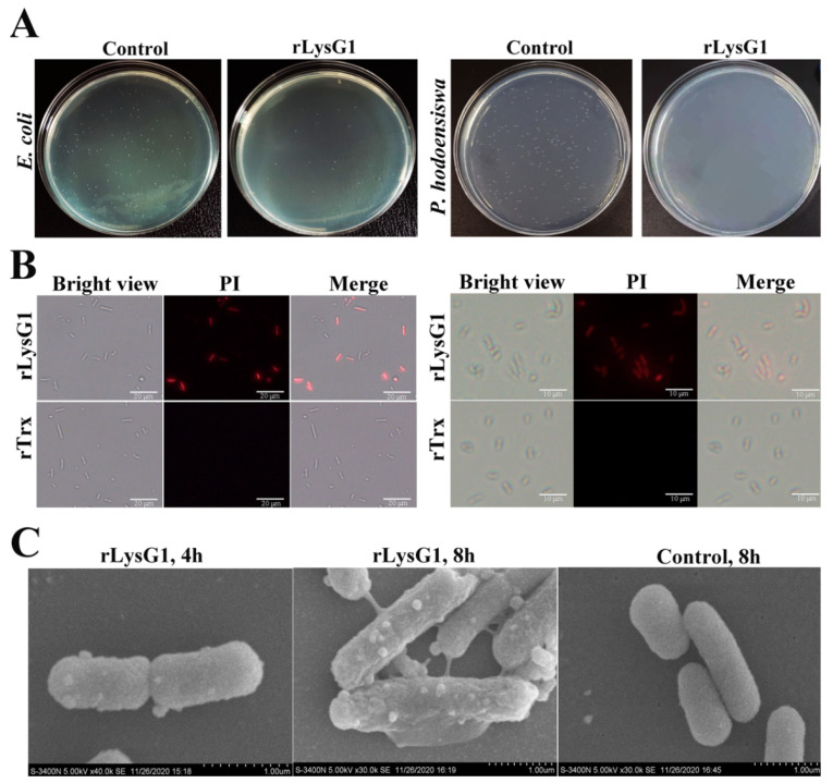 Figure 5