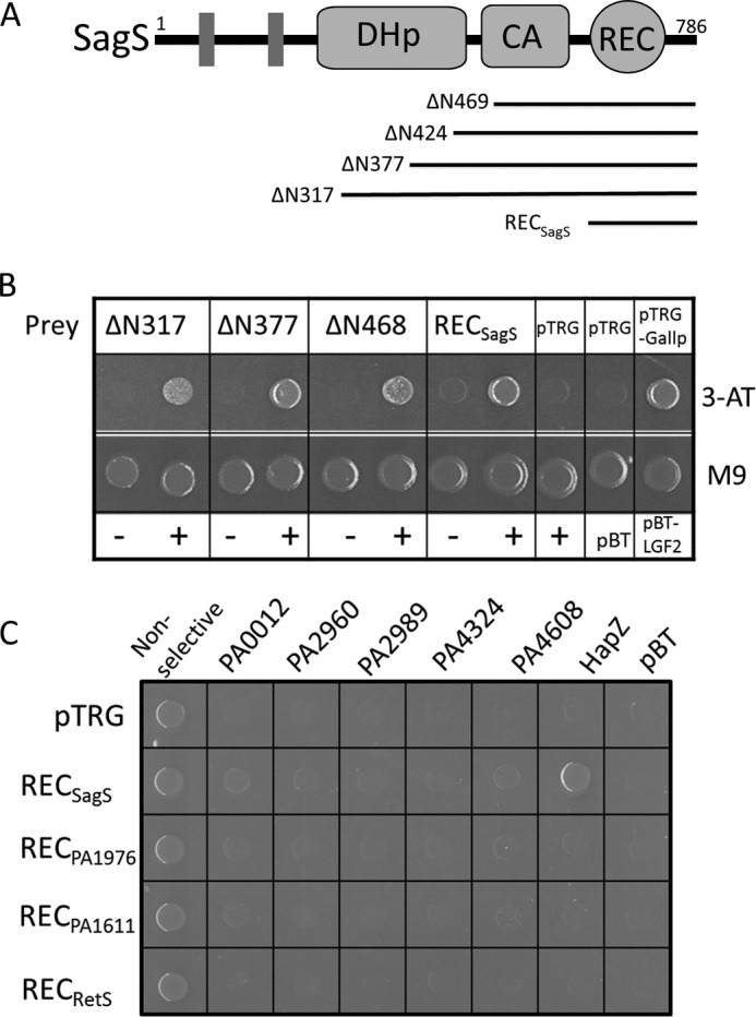 FIGURE 1.