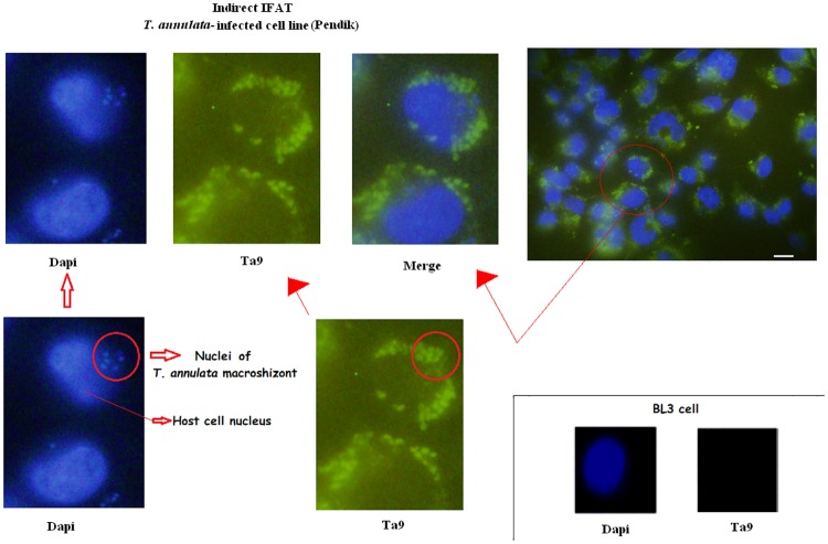 Fig 3