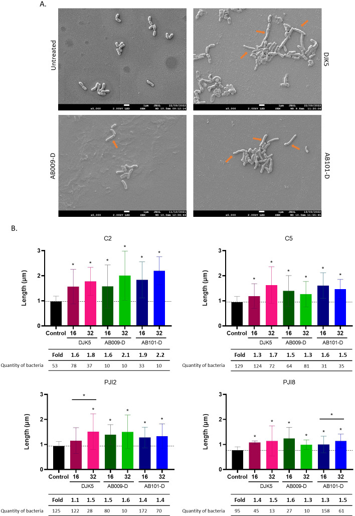 Scanning electron microscopy depicts bacterial morphology under untreated and treated conditions with DJK5, AB009-D, and AB101-D. Bar graphs depict bacterial length across control and treated groups at 16 and 32 µg/mL. Statistical significance indicated.