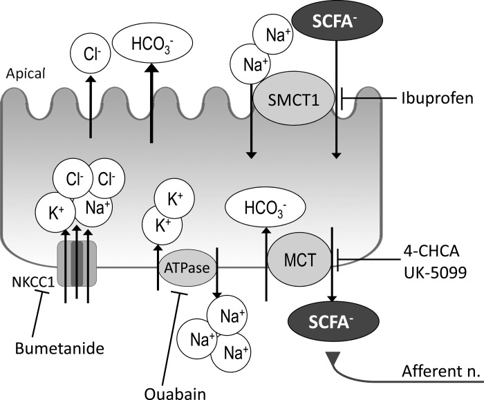 Fig. 8.