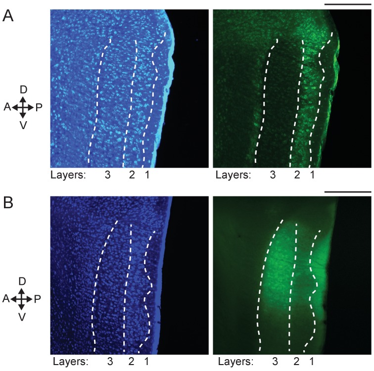 Figure 5—figure supplement 1.