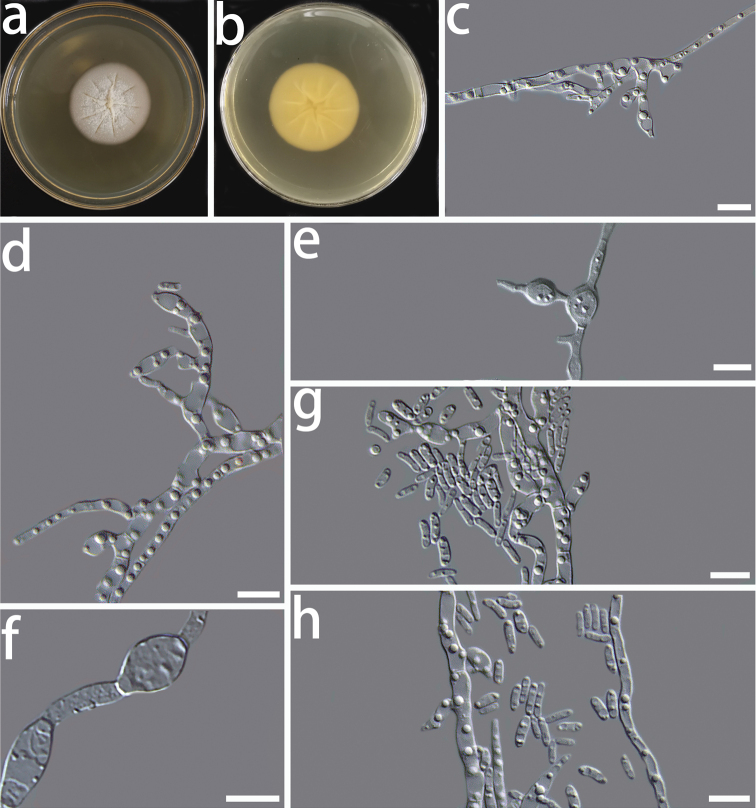 Figure 4.