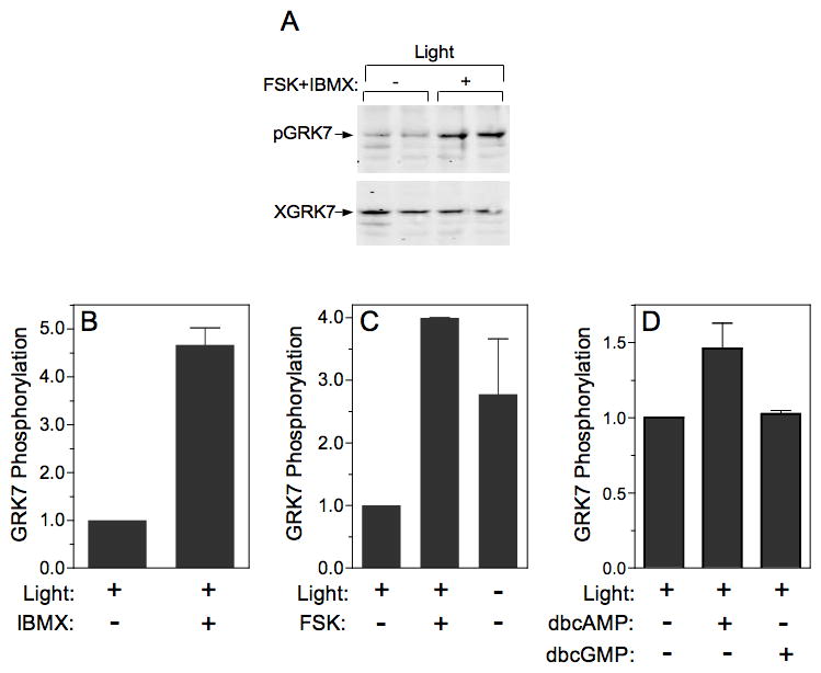 Fig. 9