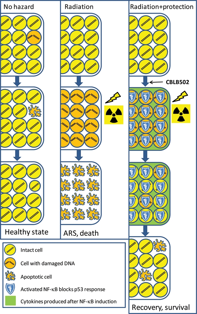 Figure 5.