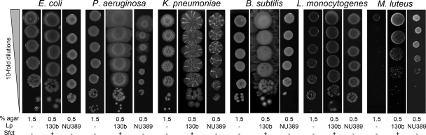 Fig. 9.