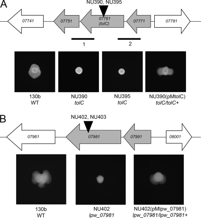 Fig. 4.