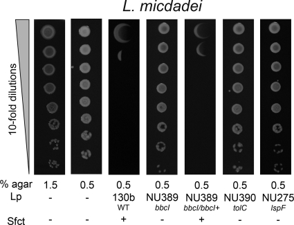 Fig. 10.