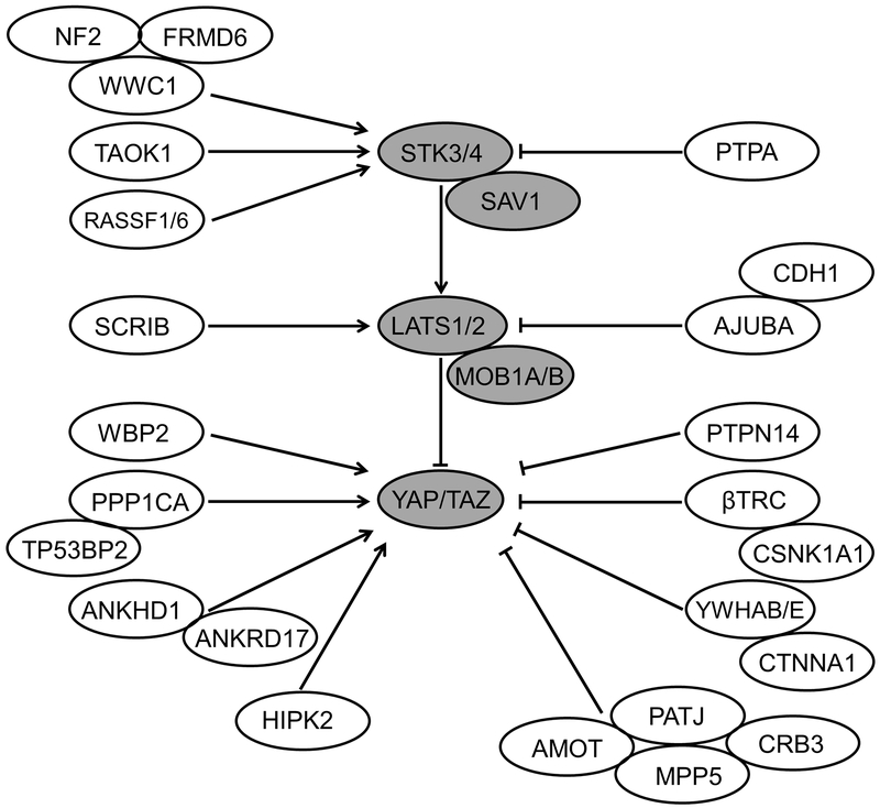 FIGURE 1